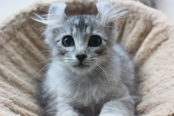 Lola female American curl kitten for sale