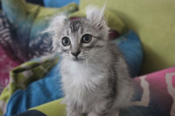 Lola female American curl kitten for sale