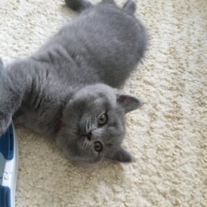 Mark the British Shorthair Kitten