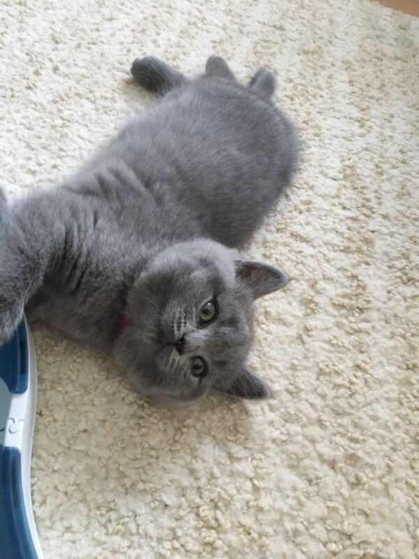 Mark the British Shorthair Kitten