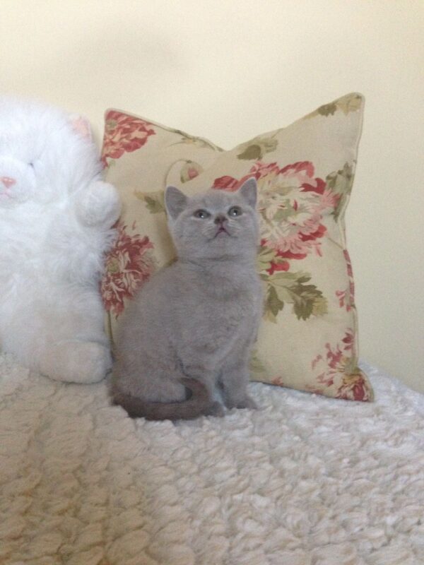 Mark the British Shorthair Kitten