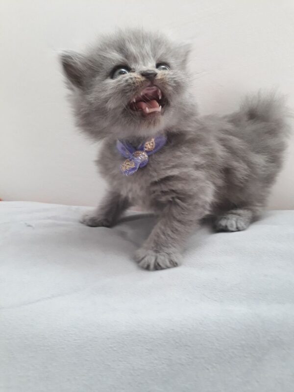 Mike the male Persian Kitten for sale - Image 2