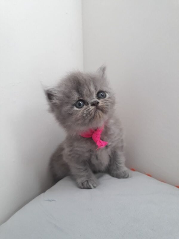 Mike the male Persian Kitten for sale