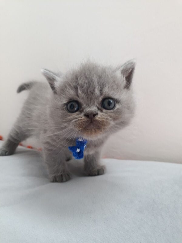 Mike the male Persian Kitten for sale - Image 4