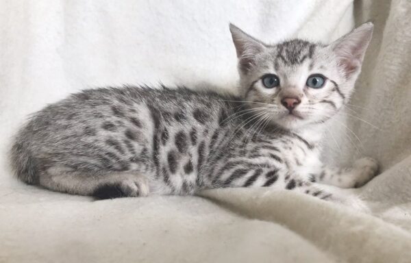 Nick the male Bengal Kitten