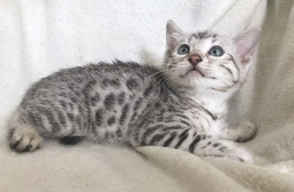 Nick the male Bengal Kitten