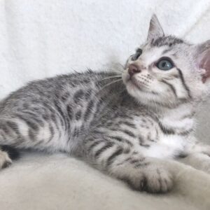 Nick the male Bengal Kitten