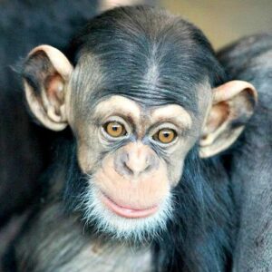 Portia the male baby Chimpanzee for sale