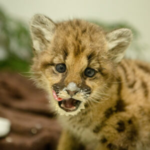 Cougar cub for sale