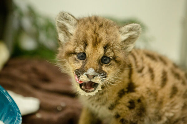 Cougar cub for sale