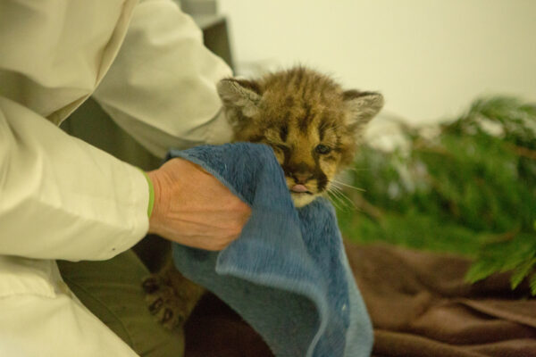 Cougar cub for sale