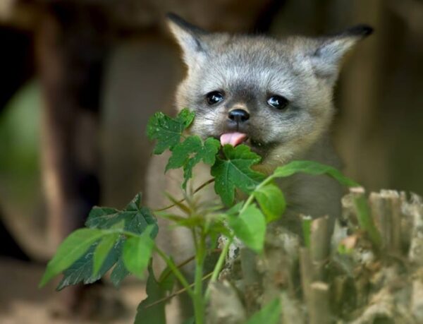 Bat Eared Fox for sale - Image 3