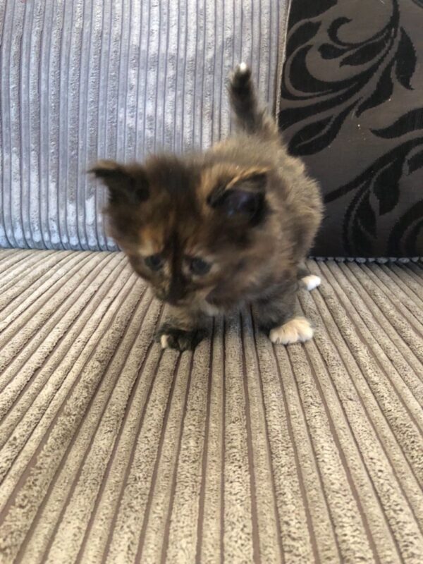 Rick the Male Norwegian Forest kitten for sale