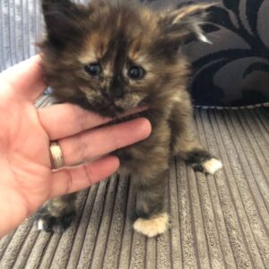 Rick the Male Norwegian Forest kitten for sale