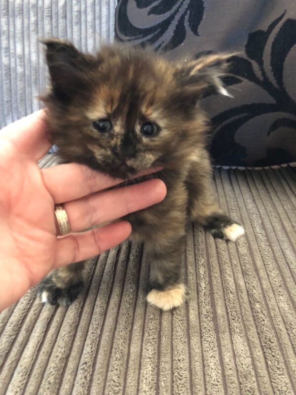 Rick the Male Norwegian Forest kitten for sale