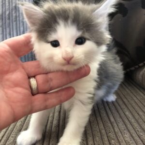 Sally the female Norwegian Forest kitten for sale