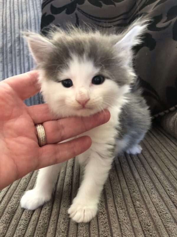 Sally the female Norwegian Forest kitten for sale