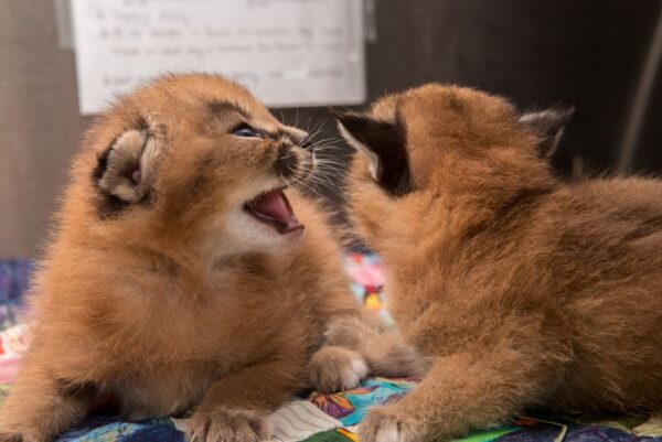 Sasha and Ray Caracal male and female for sale