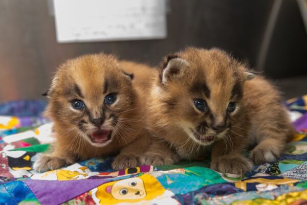 Sasha and Ray Caracal male and female for sale