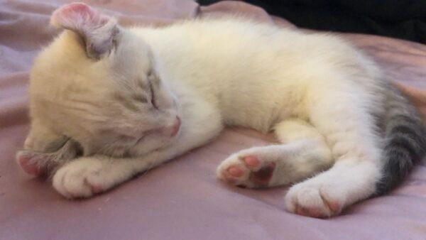 Sherry the female American curl kitten for sale
