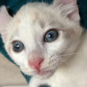 American Curl Kitten
