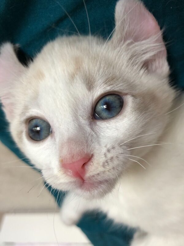 Sherry the female American curl kitten for sale