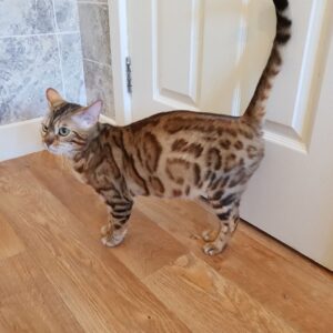 Suzie the female Bengal Kitten