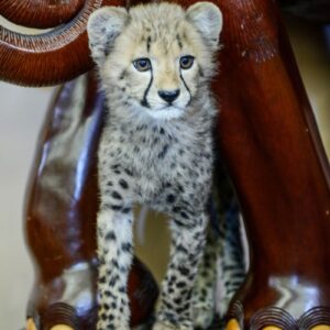 Suzy female cheetah cub for sale