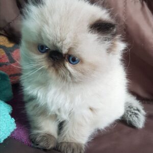 Tanisha the Female Himalayan cat for sale