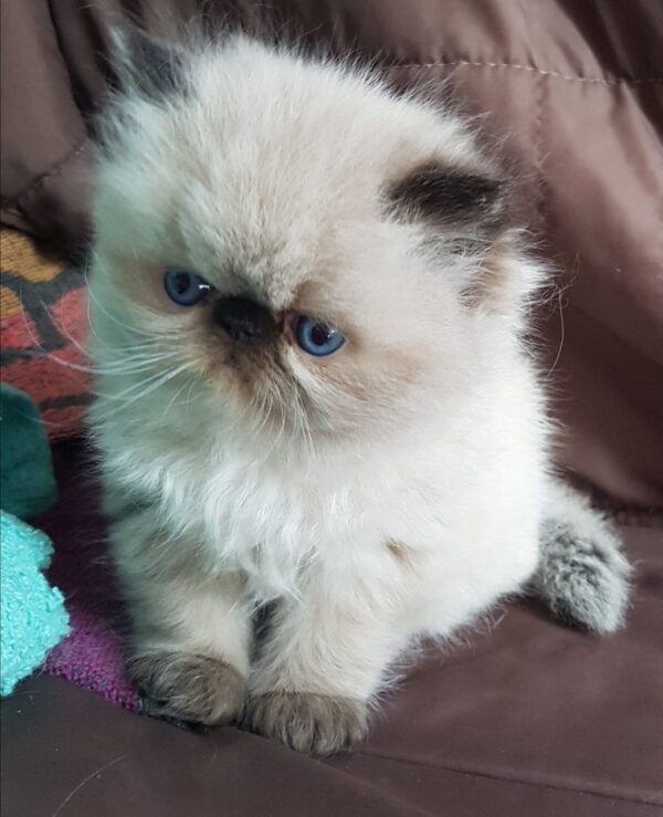 Tanisha the Female Himalayan cat for sale