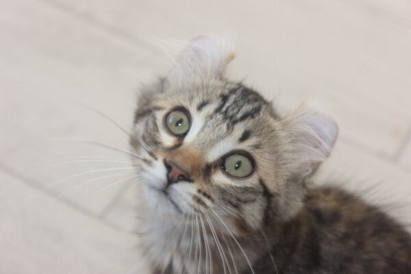 Terry the female American curl kitten for sale