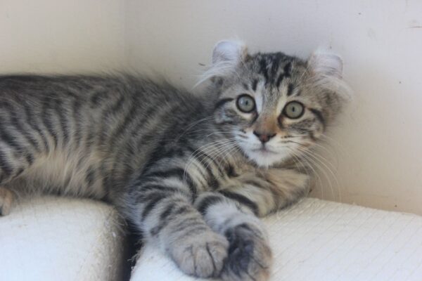Terry the female American curl kitten for sale