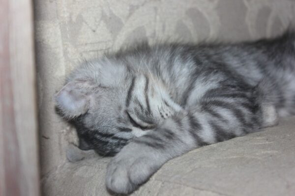 Terry the female American curl kitten for sale