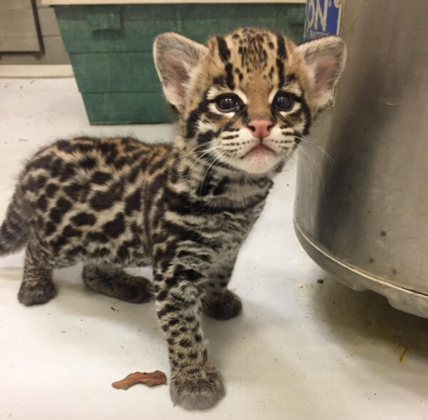 Tessi the Ocelot Female Kitten for sale