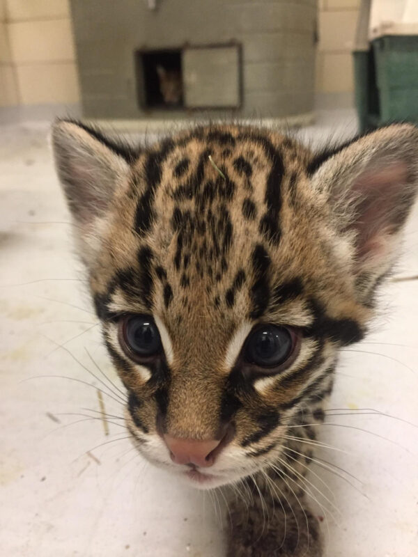 Tessi the Ocelot Female Kitten for sale