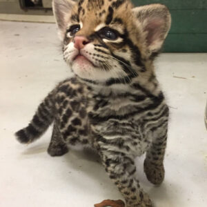 Tessi the Ocelot Female Kitten for sale