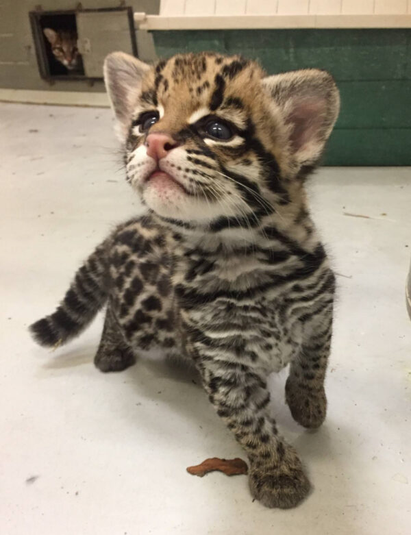 Tessi the Ocelot Female Kitten for sale