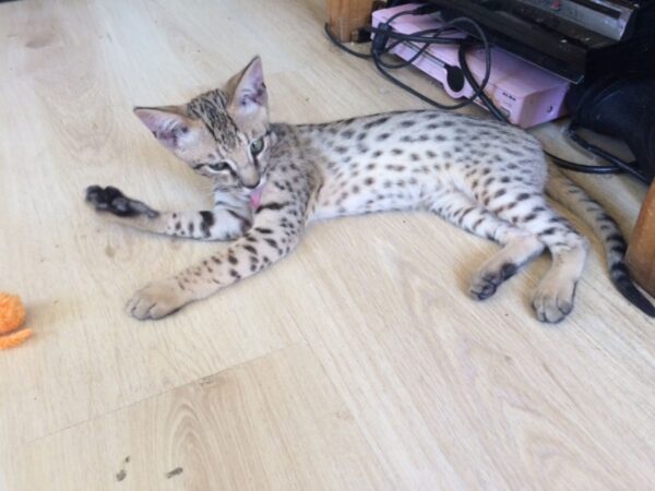 Toby the male F3 Savannah Kitten for sale