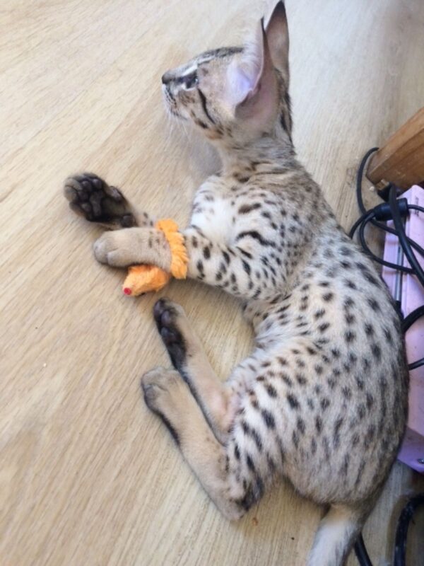 Toby the male F3 Savannah Kitten for sale