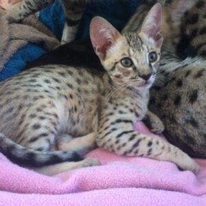 Toby the male F3 Savannah Kitten for sale