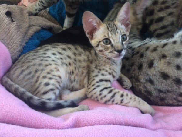 Toby the male F3 Savannah Kitten for sale