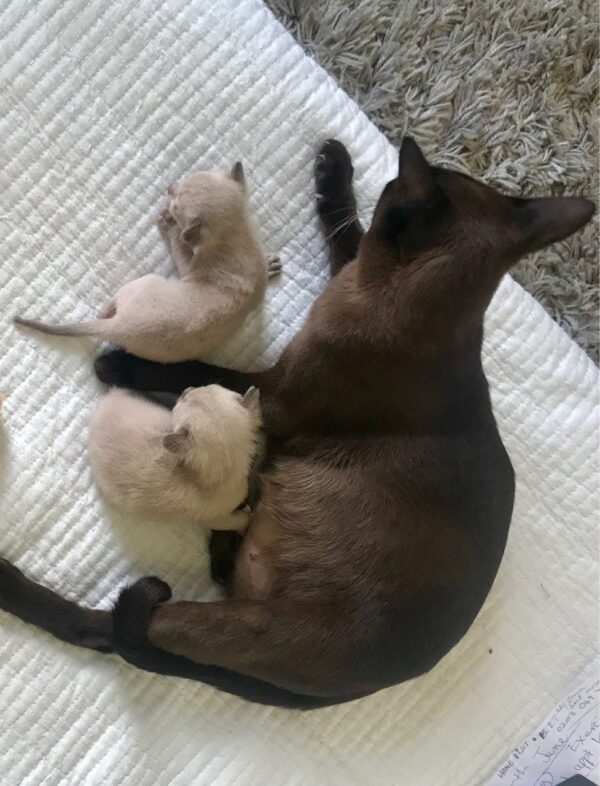 Vino and Velma the Burmese cat pair