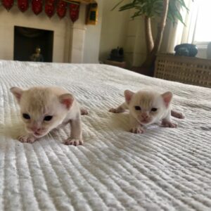 Vino and Velma the Burmese cat pair