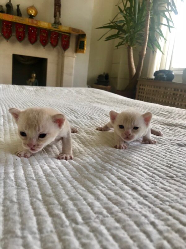Vino and Velma the Burmese cat pair