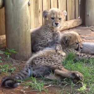 Zaria and Nicco Cheetah Pair for sale