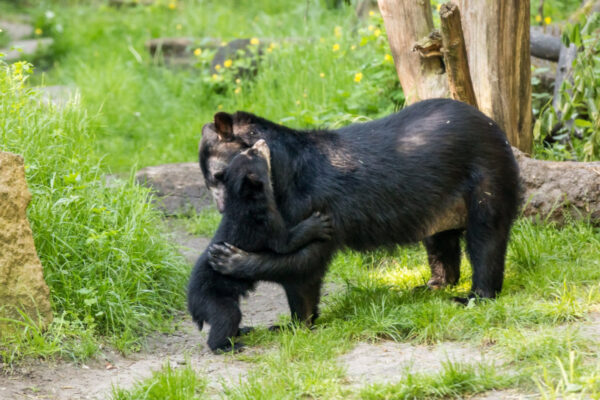 Bears for sale