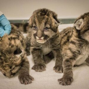 Triplet cougar cubs for sale