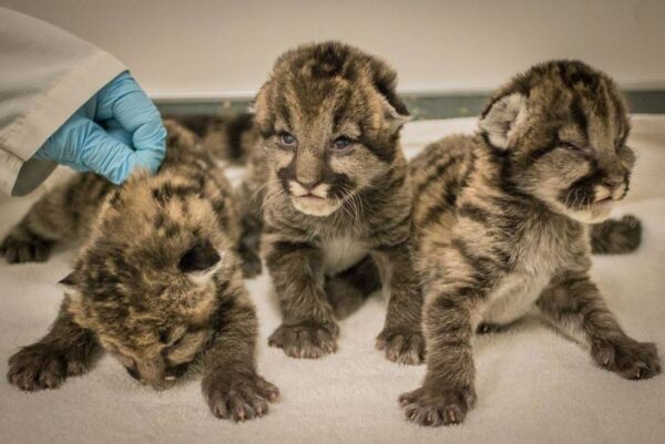 Triplet cougar cubs for sale