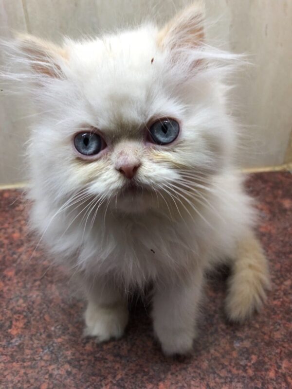 Cassie the Female Persian Kitten for sale