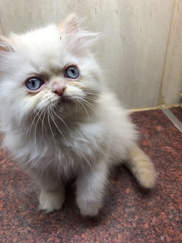 Cassie the Female Persian Kitten for sale